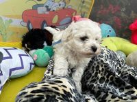 Łoly Vel Pedro - 6 tygodni